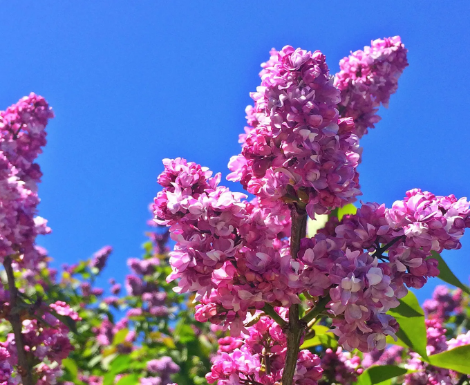 Photo of blooming lilacs at Highland Park in Rochester, New York.